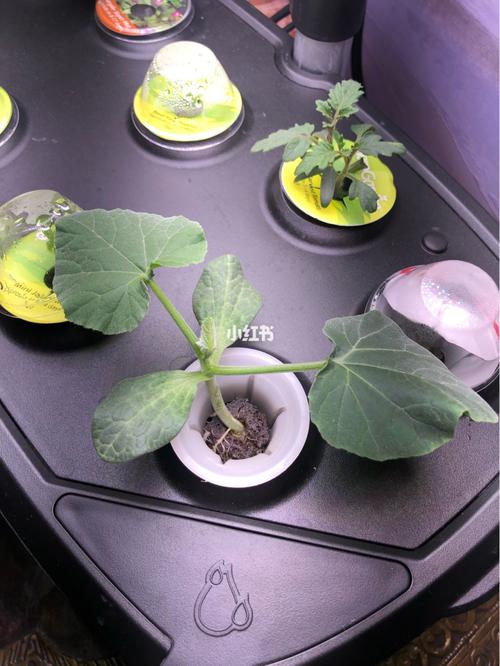 南瓜罗宋汤的做法_南瓜番茄水培怎么种植视频 南瓜罗宋汤的做法_南瓜番茄水培怎么种植视频 种植技巧