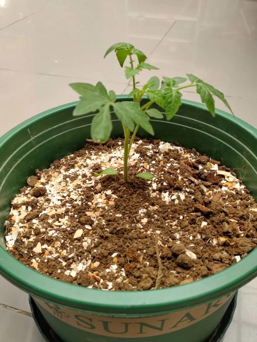 西红柿育苗盘种植方法_家庭种番茄育苗怎么种植视频 西红柿育苗盘种植方法_家庭种番茄育苗怎么种植视频 花朵知识