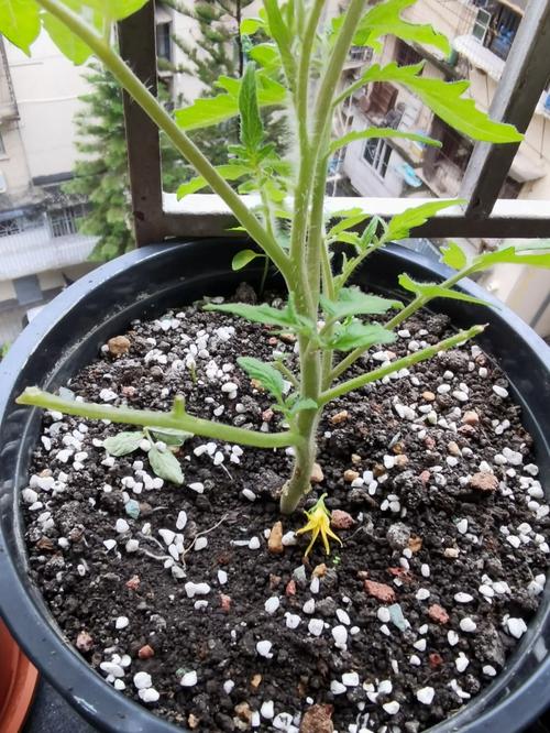 怎样让老鼠不偷吃番茄_种植番茄怎么防老鼠咬人 怎样让老鼠不偷吃番茄_种植番茄怎么防老鼠咬人 土壤施肥