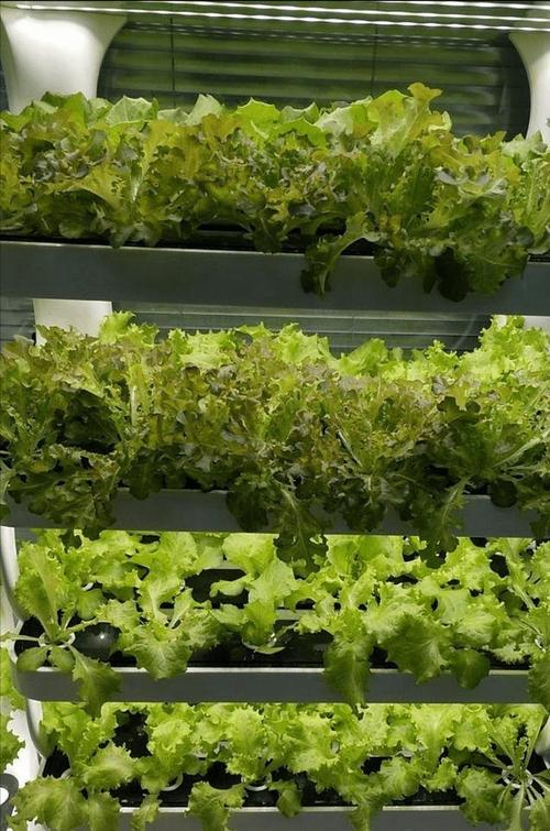 室内种植蔬菜需要补光吗_室内蔬菜种植小技巧视频 室内种植蔬菜需要补光吗_室内蔬菜种植小技巧视频 植物种类