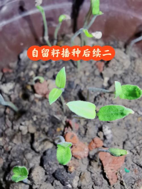 西红柿籽育种方法_阳台番茄树种子怎么种植视频 西红柿籽育种方法_阳台番茄树种子怎么种植视频 植物种类