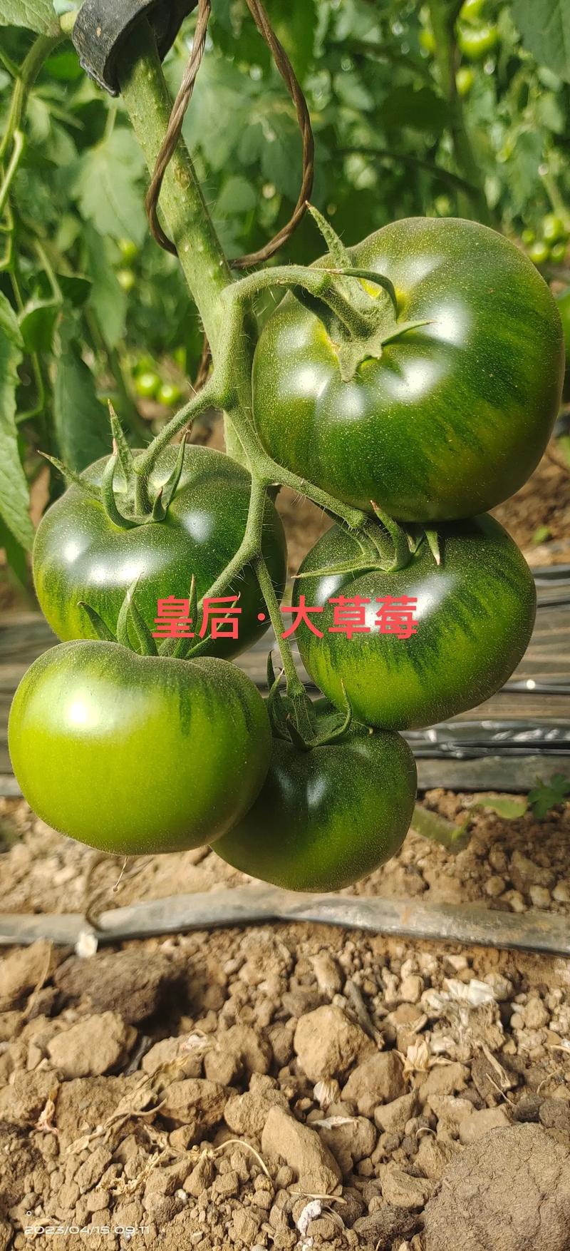 绿果肩水果番茄种子，都有什么好品种_紫草莓番茄怎么种植方法视频 绿果肩水果番茄种子，都有什么好品种_紫草莓番茄怎么种植方法视频 种植技巧