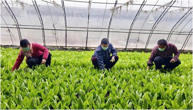 高温烧烤天气，如何给蔬菜“避暑”呢_夏季蔬菜种植小技巧视频教程 高温烧烤天气，如何给蔬菜“避暑”呢_夏季蔬菜种植小技巧视频教程 植物种类