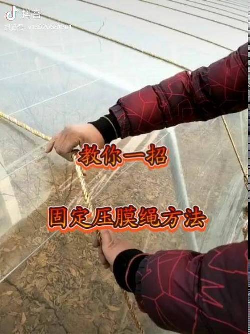 大棚拴绳的简便方法_大棚蔬菜种植挂绳技巧视频 大棚拴绳的简便方法_大棚蔬菜种植挂绳技巧视频 番茄病虫害防治