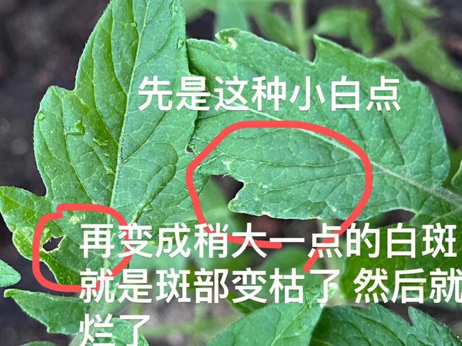 在冬季，樱桃西红柿叶片吐水严重，水干后叶片上有白色的物质，是怎么回事_番茄种植打杈怎么有水珠呢 在冬季，樱桃西红柿叶片吐水严重，水干后叶片上有白色的物质，是怎么回事_番茄种植打杈怎么有水珠呢 番茄种植技巧