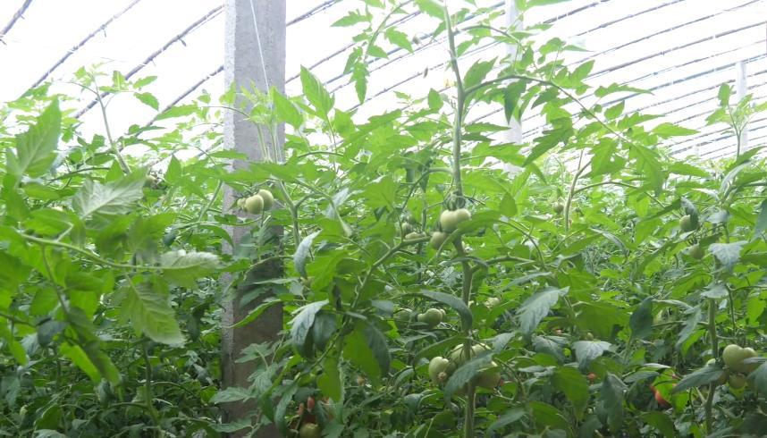 番茄快速膨大技术_超大番茄怎么种植方法视频 番茄快速膨大技术_超大番茄怎么种植方法视频 番茄病虫害防治