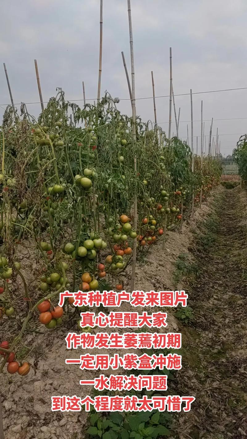 十一月份西红柿种植文案_干旱缺水番茄怎么种植视频 十一月份西红柿种植文案_干旱缺水番茄怎么种植视频 农业常识