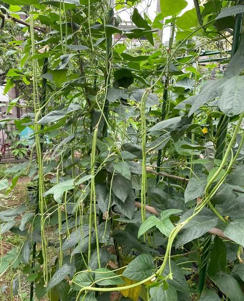 在寝室怎么保存蔬菜_宿舍蔬菜种植技巧图片大全 在寝室怎么保存蔬菜_宿舍蔬菜种植技巧图片大全 花朵知识