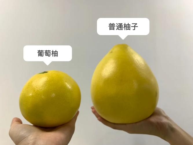 葡萄柚和柚子的区别_柚子怎么种植小番茄视频 葡萄柚和柚子的区别_柚子怎么种植小番茄视频 种植技巧