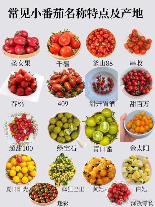 红圣女小番茄种植时间_红罗种植技术 红圣女小番茄种植时间_红罗种植技术 土壤施肥