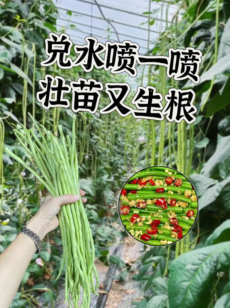 我是三农领域创作者，现在在西安市，怎么发垂直的视频_蔬菜种植小技巧视频教程全集 我是三农领域创作者，现在在西安市，怎么发垂直的视频_蔬菜种植小技巧视频教程全集 番茄病虫害防治