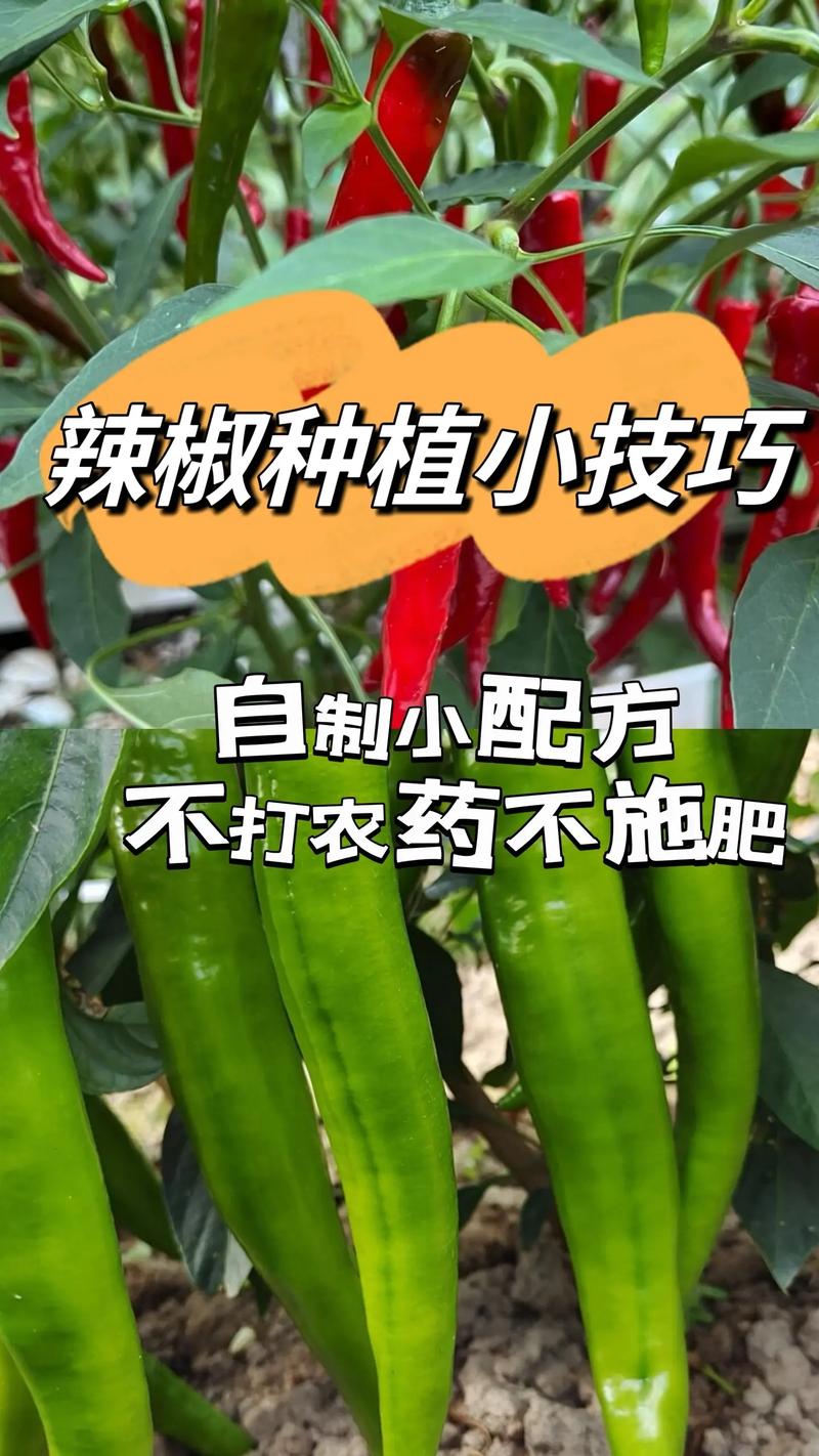 蔬菜种植方法和管理方法_蔬菜种植小技巧大全图片视频 蔬菜种植方法和管理方法_蔬菜种植小技巧大全图片视频 植物种类