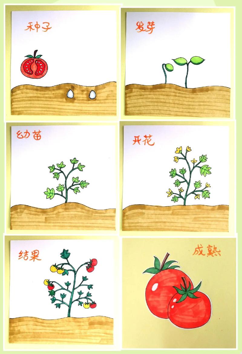 小西红柿的种植方法和过程_怎么种植小番茄的苗子 小西红柿的种植方法和过程_怎么种植小番茄的苗子 番茄病虫害防治