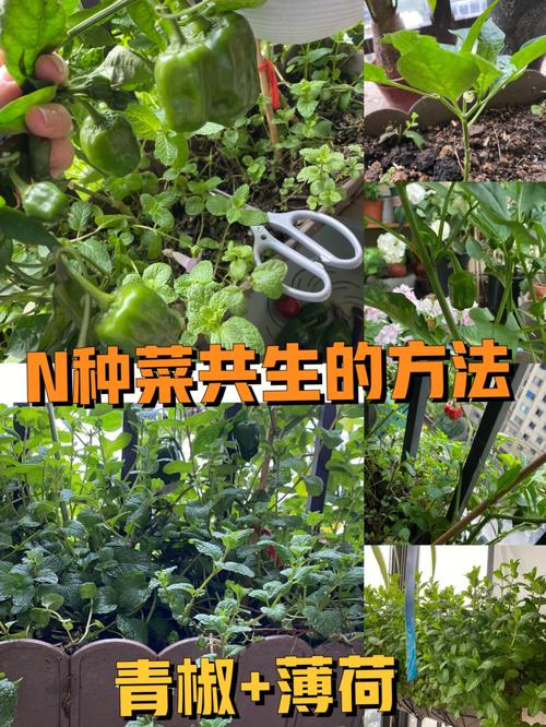 活体蔬菜种植方法_街上蔬菜种植技巧和方法视频 活体蔬菜种植方法_街上蔬菜种植技巧和方法视频 番茄种植技巧