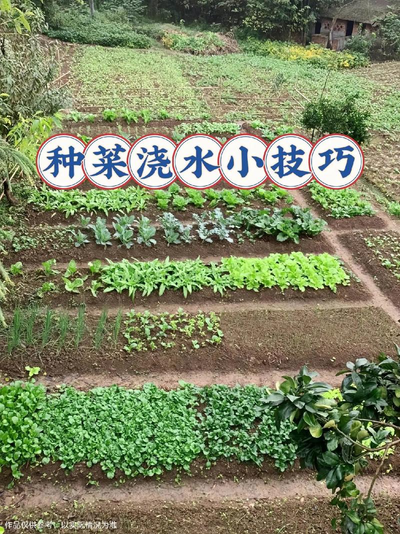 夏天中午可以淋菜吗_蔬菜种植技巧夏季浇水方法 夏天中午可以淋菜吗_蔬菜种植技巧夏季浇水方法 植物种类