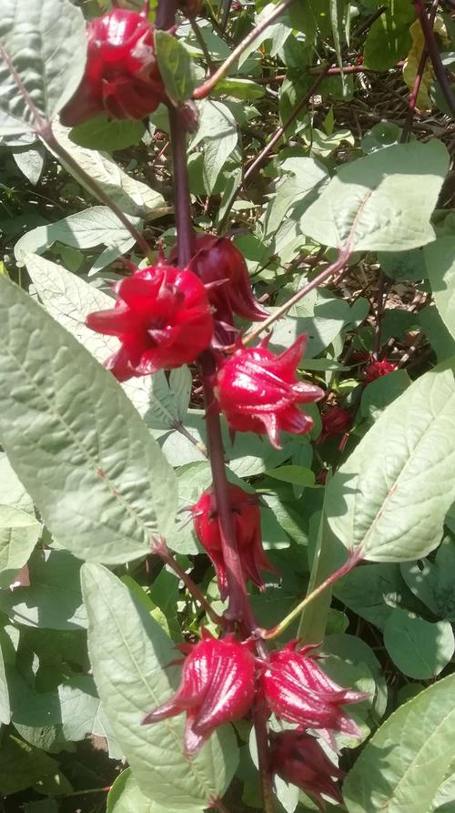 怎样种植玫瑰茄_小番茄多头玫瑰怎么种植视频 怎样种植玫瑰茄_小番茄多头玫瑰怎么种植视频 农业常识