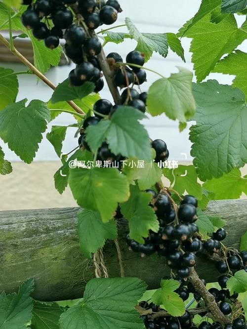 在东北种植浆果小灌木年效益怎么样_黑加仑番茄怎么种植视频 在东北种植浆果小灌木年效益怎么样_黑加仑番茄怎么种植视频 植物种类