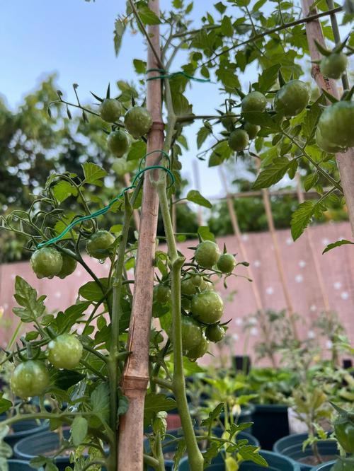 露天种植西红柿怎样搭架子_架子上种番茄怎么种植视频 露天种植西红柿怎样搭架子_架子上种番茄怎么种植视频 土壤施肥