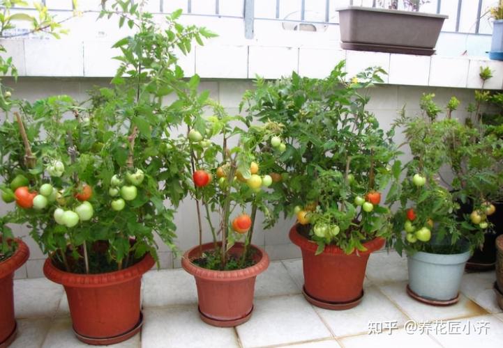 阳台西红柿怎么浇水施肥_番茄怎么在阳台种植方法视频 阳台西红柿怎么浇水施肥_番茄怎么在阳台种植方法视频 土壤施肥