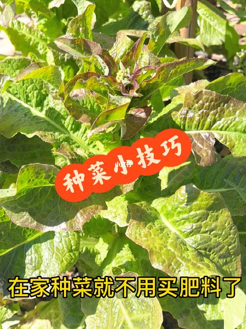 果蔬种植小妙招_买的蔬菜种植小技巧有哪些 果蔬种植小妙招_买的蔬菜种植小技巧有哪些 植物种类
