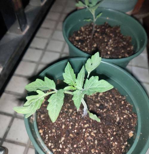 番茄变甜的方法_种植小番茄怎么变甜了 番茄变甜的方法_种植小番茄怎么变甜了 花朵知识
