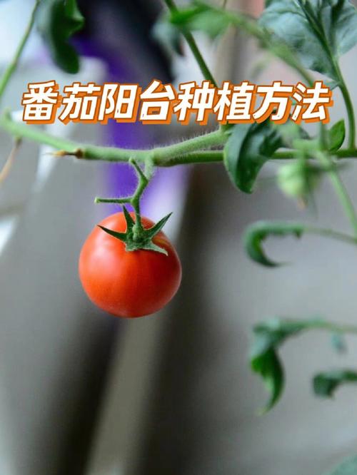 在番茄的种植过程中，怎样快速蘸花_番茄种植怎么省人工成本 在番茄的种植过程中，怎样快速蘸花_番茄种植怎么省人工成本 番茄种植技巧
