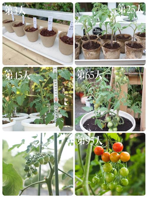 樱桃番茄种植方法_番茄樱桃种子怎么种植视频 樱桃番茄种植方法_番茄樱桃种子怎么种植视频 花朵知识