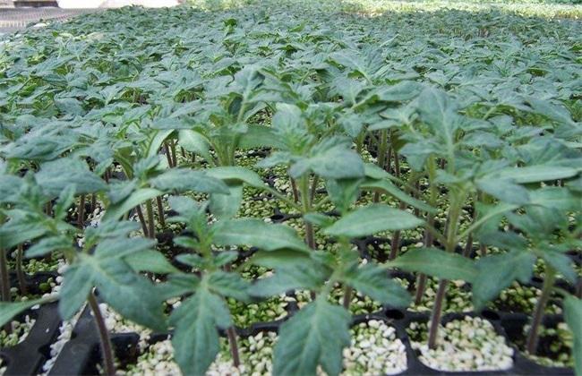 家里的蔬菜大棚想重建，土墙太占地方，有没有其他的墙材料推荐_番茄种植墙面怎么处理好 家里的蔬菜大棚想重建，土墙太占地方，有没有其他的墙材料推荐_番茄种植墙面怎么处理好 农业常识