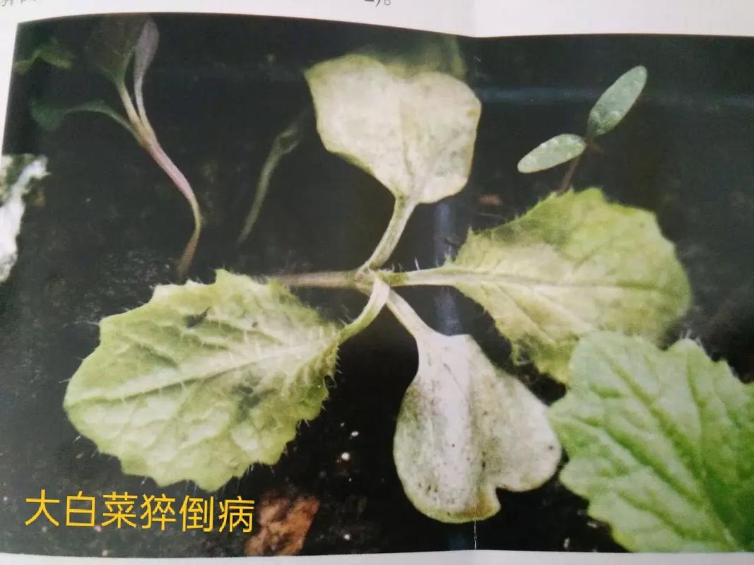 秋大白菜怎么种，种植时间，种植方法，管理技巧，施肥_秋番茄怎么种植方法 秋大白菜怎么种，种植时间，种植方法，管理技巧，施肥_秋番茄怎么种植方法 番茄病虫害防治