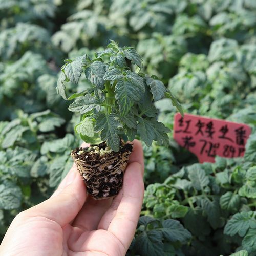 种长豆要不要先泡种子_番茄裸根苗怎么种植方法视频 种长豆要不要先泡种子_番茄裸根苗怎么种植方法视频 种植技巧