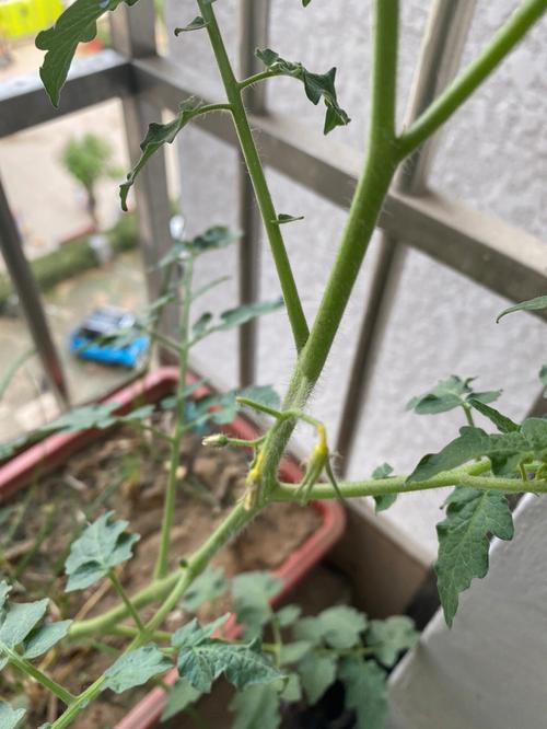 栽西红柿苗后为什么不坐果_番茄不坐果怎么种植视频 栽西红柿苗后为什么不坐果_番茄不坐果怎么种植视频 植物种类