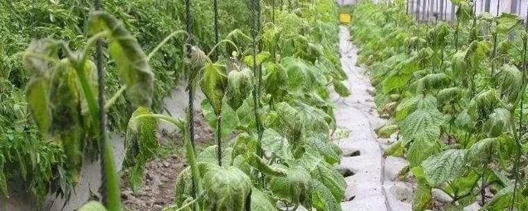 西红柿苗期冻害症状有哪些_种植番茄怎么防霜冻虫子呢 西红柿苗期冻害症状有哪些_种植番茄怎么防霜冻虫子呢 花朵知识