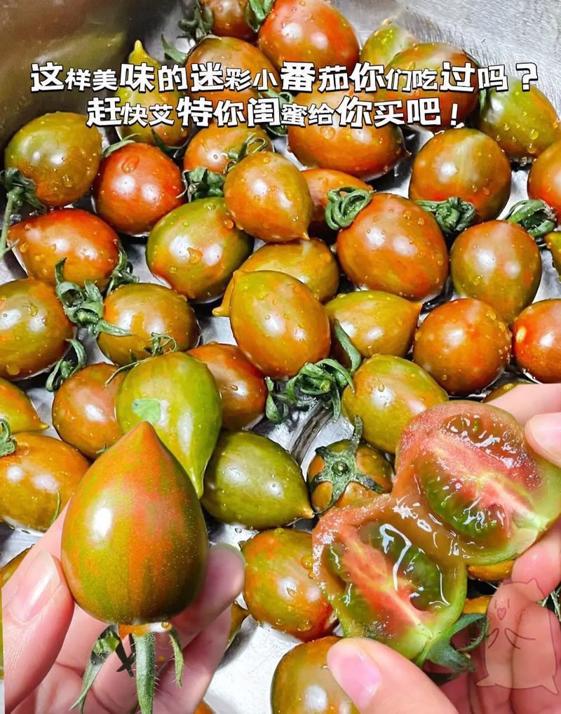 迷彩小番茄能吃吗_迷彩番茄种子怎么种植视频 番茄种植技巧 迷彩小番茄能吃吗_迷彩番茄种子怎么种植视频 迷彩小番茄能吃吗_迷彩番茄种子怎么种植视频 番茄种植技巧
