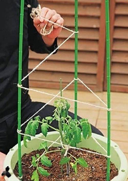 露天西红柿怎么吊蔓_种植番茄架子如何搭建 露天西红柿怎么吊蔓_种植番茄架子如何搭建 番茄种植技巧