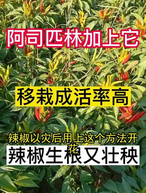 辣椒移栽时有些萎蔫，有什么办法使其快速缓苗_番茄苗苗怎么种植方法视频 辣椒移栽时有些萎蔫，有什么办法使其快速缓苗_番茄苗苗怎么种植方法视频 种植技巧
