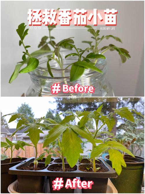 水培番茄疯长怎么处理_水培养殖番茄怎么种植的 水培番茄疯长怎么处理_水培养殖番茄怎么种植的 番茄种植技巧