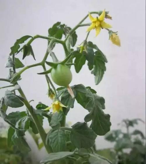 11个月的蔬菜泥怎么做_金橙子番茄种子怎么种植视频 11个月的蔬菜泥怎么做_金橙子番茄种子怎么种植视频 花朵知识