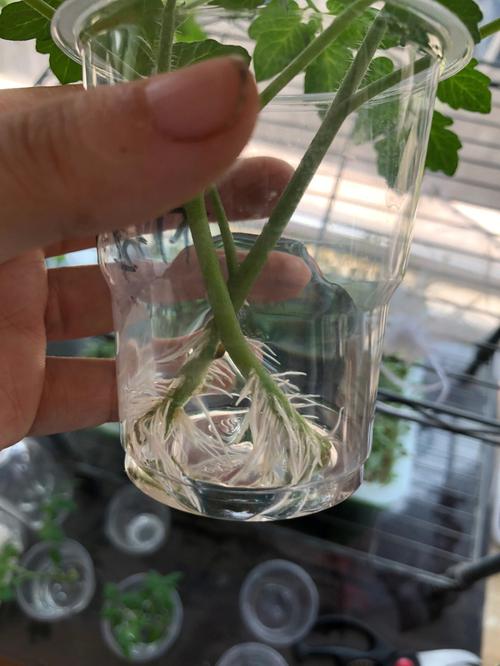千禧小番茄要留侧枝吗_小番茄侧枝怎么种植视频 千禧小番茄要留侧枝吗_小番茄侧枝怎么种植视频 农业常识
