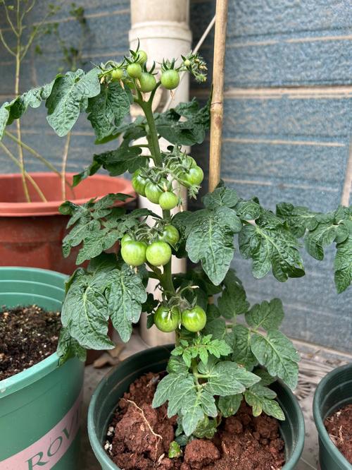 怎么种植盆栽西红柿_酸甜小番茄苗怎么种植视频 怎么种植盆栽西红柿_酸甜小番茄苗怎么种植视频 种植技巧