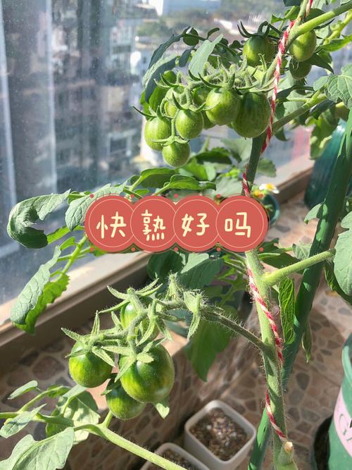 种小番茄的方法和步骤_番茄种植购买信息怎么写好 种小番茄的方法和步骤_番茄种植购买信息怎么写好 花朵知识