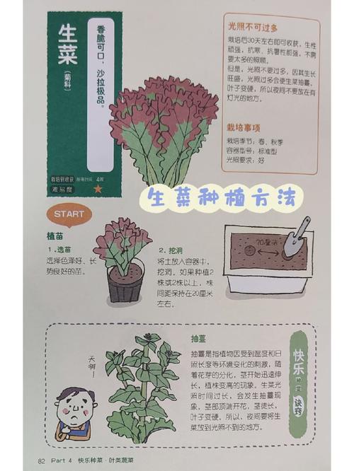 生菜的种植方法_生菜应该怎么种 生菜的种植方法_生菜应该怎么种 种植技巧