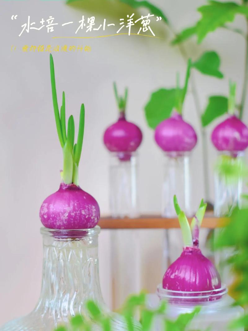 水培蔬菜种植_在家水培蔬菜种植小技巧视频 水培蔬菜种植_在家水培蔬菜种植小技巧视频 番茄病虫害防治