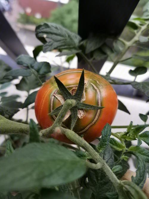 为什么我种的番茄老是开口、裂口？有什么妙招可以解决_种植番茄怎么总要开裂呢 为什么我种的番茄老是开口、裂口？有什么妙招可以解决_种植番茄怎么总要开裂呢 番茄种植技巧