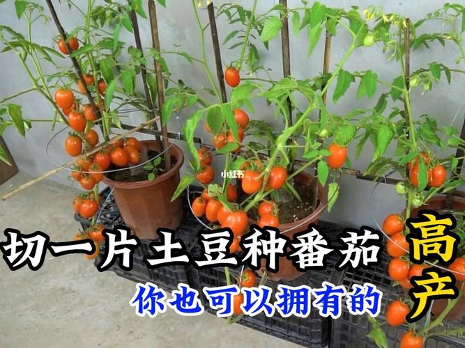 西红柿不能与什么相邻种植_家种土豆番茄怎么种植视频 西红柿不能与什么相邻种植_家种土豆番茄怎么种植视频 花朵知识