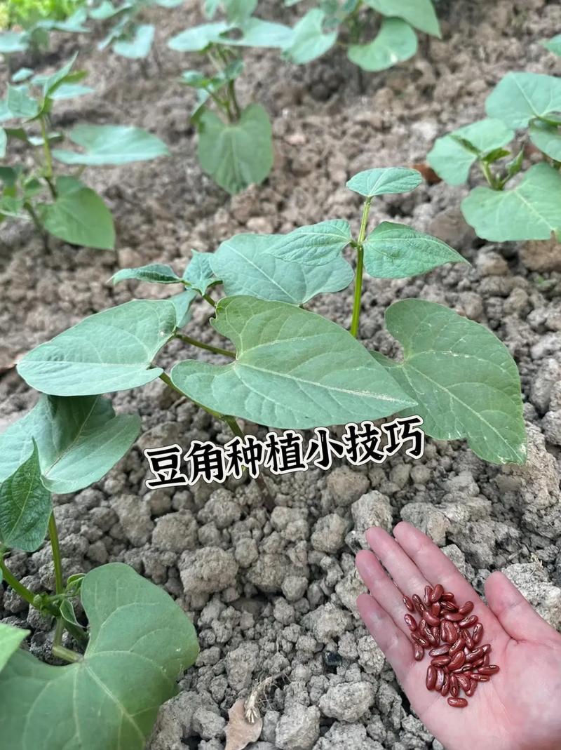 菜豆角种植方法和时间_豆角有机蔬菜种植小技巧视频 菜豆角种植方法和时间_豆角有机蔬菜种植小技巧视频 土壤施肥