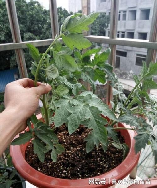 个子矮，身材胖的人怎么穿搭_矮子番茄怎么种植视频教程 个子矮，身材胖的人怎么穿搭_矮子番茄怎么种植视频教程 土壤施肥