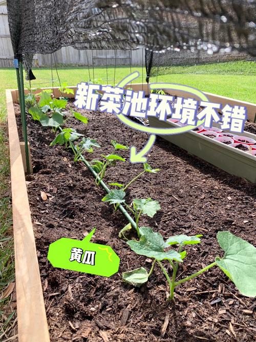 西红柿黄瓜移苗怎样培土施肥_番茄黄瓜小苗怎么种植视频 西红柿黄瓜移苗怎样培土施肥_番茄黄瓜小苗怎么种植视频 番茄种植技巧