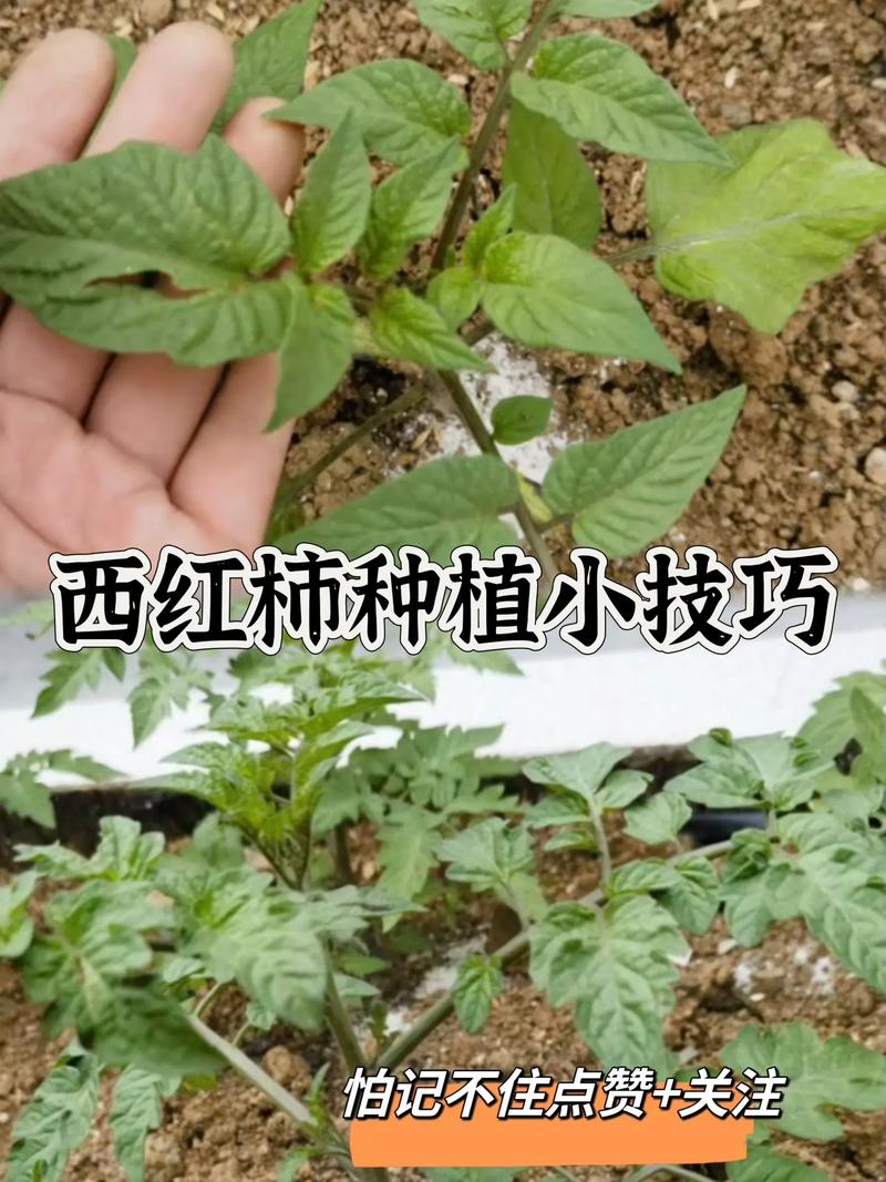 怎样种植西红柿_种植番茄怎么栽培视频 怎样种植西红柿_种植番茄怎么栽培视频 植物种类