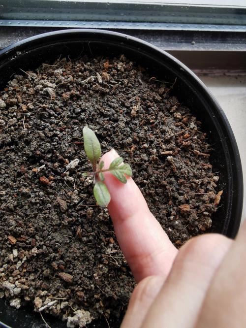 千禧番茄种子种植方法_番茄混合种子怎么种植视频 千禧番茄种子种植方法_番茄混合种子怎么种植视频 花朵知识