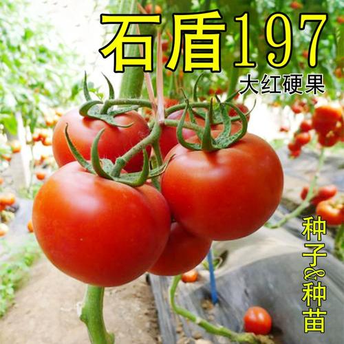石盾197石头番茄种子品种介绍_番茄石头形种子怎么种植的 石盾197石头番茄种子品种介绍_番茄石头形种子怎么种植的 番茄种植技巧